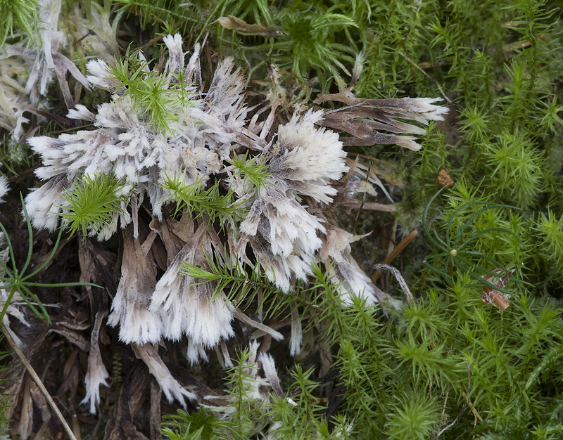 Thelephora penicillata